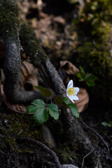 Obraz premium Wood anemone, early spring white wildflower in nature.