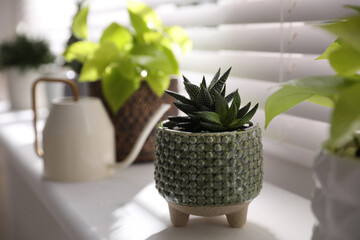 Beautiful potted plant on window sill indoors. Floral house decor