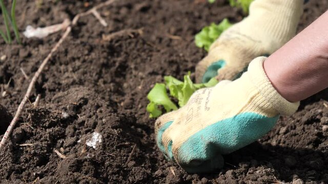 close up of woman hands gardening