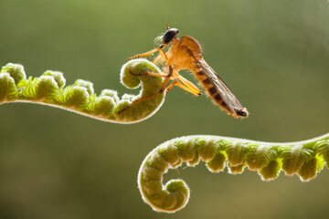 Robber Fly on Ferns