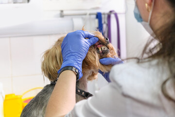veterinarian examines a dog teeth. Consultation with a veterinarian. Close up of a dog and fangs....