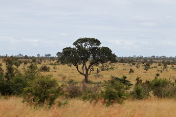 Africa Savannah