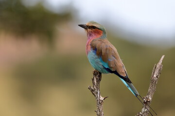 Lilac-breasted Roller