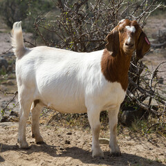 Boer goat on Karoo farm in South Africa