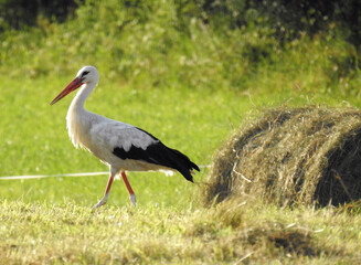 Polish stork