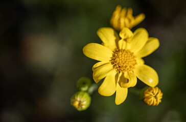 Yellow daisy in its natural habitat in the field. close-up macro. It tells about spring and romantic feelings.