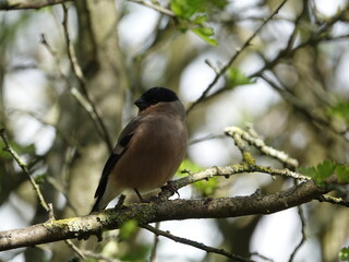 female Eurasian bullfinch (Pyrrhula pyrrhula) perched on tree branch