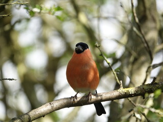 male Eurasian bullfinch (Pyrrhula pyrrhula) with food in beak
