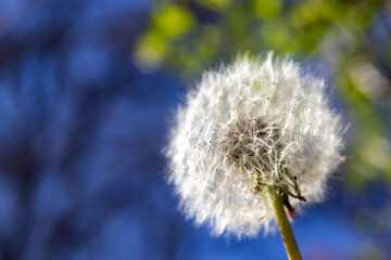 seeded head of dandelion flower. some of them fly out seeds. Macro photo in its natural environment.