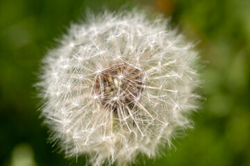 seeded head of dandelion flower. some of them fly out seeds. Macro photo in its natural environment.