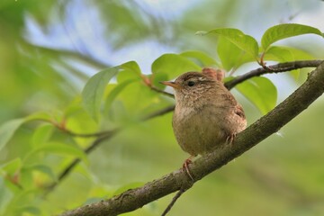 The Eurasian wren in the nature habitat. (Troglodytes troglodytes). Very small bird. Wildlife scene from czech nature.
