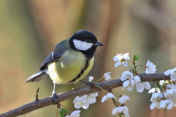 Great tit sitting on on the blooming twig. Song bird in the spring nature. Parus major. Spring in the nature. 