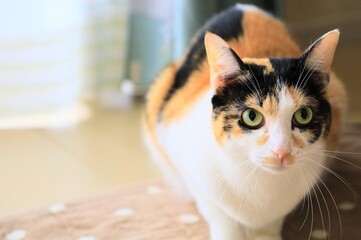 portrait of a cat