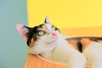 cat