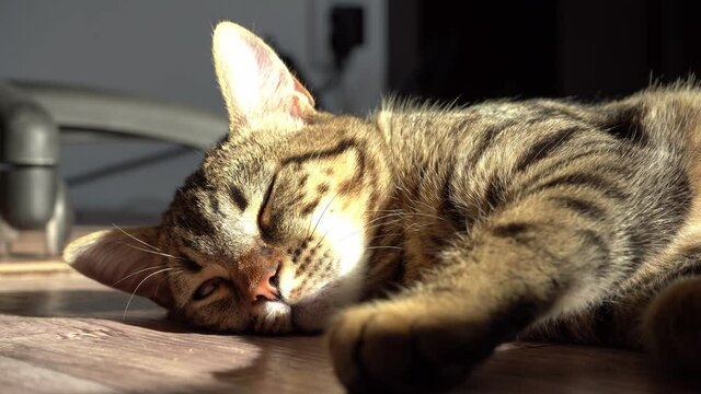 Rest, relaxation and sleeping cat. The cat is lying. Close-up tabby domestic serious and focused animal. American shorthair fluffy kitten. Eyes and muzzle. Looks into the frame at the viewer