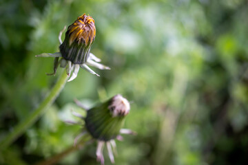 
seeded head of dandelion flower. some of them fly out seeds. Macro photo in its natural environment.