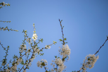 fruit tree blossom, fruit blossoms blooming in spring. flower on the branch in its natural environment.