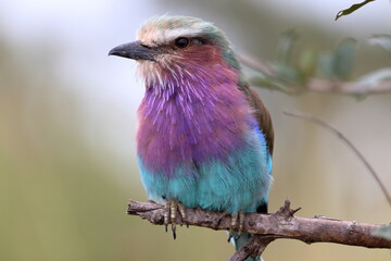 Lilac-breasted Roller