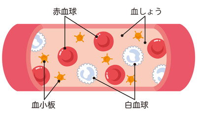 血管に流れる赤血球　白血球　血小板