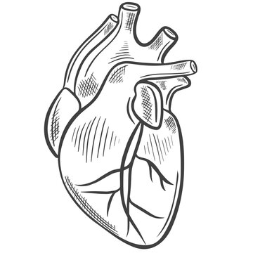 Human heart  sketch. Vector illustration. Main human organ. Medical drawing, hand drawn vintage engraving