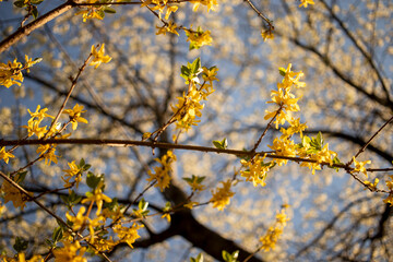 Blossoming twig of tree with yellow flowers,on blue sky background.
