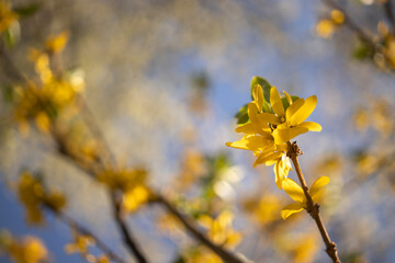 Obraz premium Blossoming twig of tree with yellow flowers,on blue sky background.