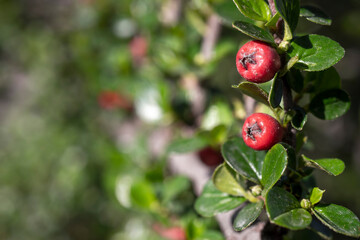 Fototapeta premium ladybug on a branch
