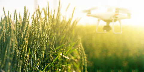 Wheat ears close-up. In the background blurred drone. Smart farming concept