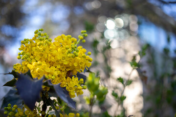 Holly mahogany - Mahonia aquifolium, there is bokeh on background. 