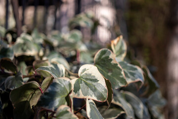 Hedera - Ivy - is an evergreen climbing or ground-creeping woody plant
