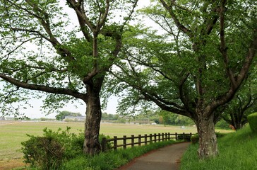 Fototapeta na wymiar 新緑の散策路　桜の木　春　風景