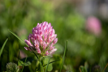 Red clover (Trifolium pratense) is a wild flowering plant belonging to the same family as peas and beans. Macro photograph