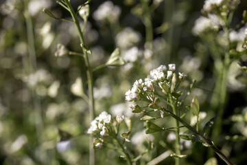 Small wildflower in white color isolated from background.
in bunches