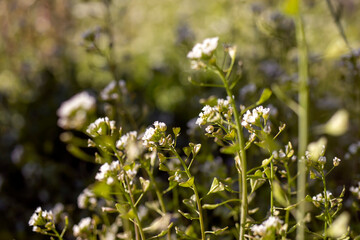Small wildflower in white color isolated from background.
in bunches