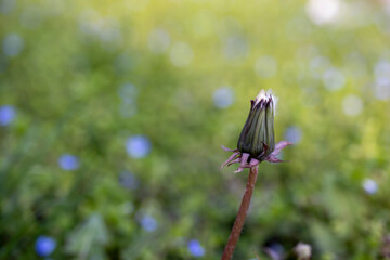 spring flower in the garden