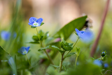 Small wildflower in blue color isolated from background.
in bunches