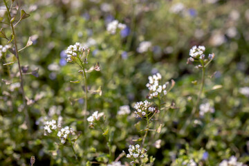 Small wildflower in white color isolated from background.
in bunches