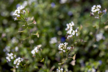 Small wildflower in white color isolated from background.
in bunches