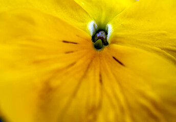 yellow tulip closeup