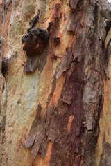 close up of eucalypt tree trunk with shiny new bark and old bark peeling