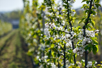 Farm of young cherry trees during blossom in spring.
