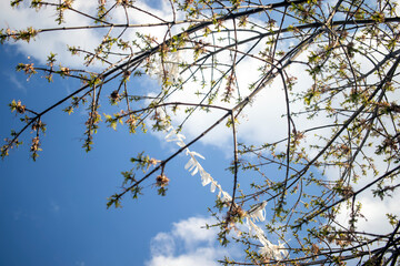 the tail of the kite is caught in the branch of the tree and the game is over. unfinished enthusiasm.