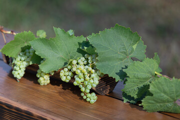 Vine with ripe delicious bunches of green grapes and abundant bright green leaves lies on wooden surface on blurred gray background. Grape variety for white wine. Natural interior decor.