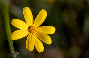 Yellow daisy in its natural habitat in the field. close-up macro. It tells about spring and romantic feelings.