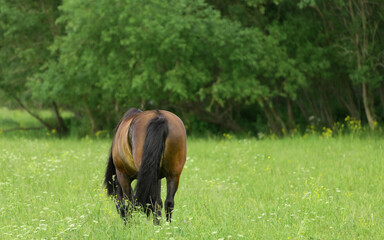 Horse is eating the grass in a pasture near a forest, rear view.