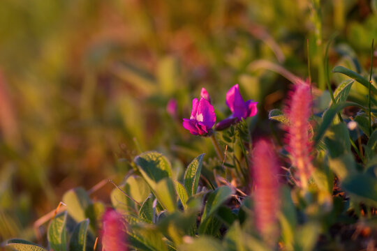 Blooming wildflowers in the tundra in the Arctic. Wild northern plants of the polar region. Shallow depth of field and blurred background.