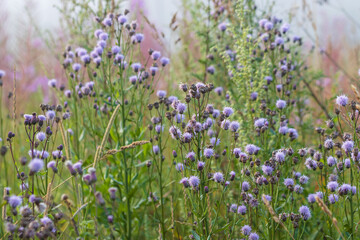 Blooming plume thistles (Cirsium). Beautiful wildflowers. A meadow overgrown with grass and thistle. Summer nature in the countryside. Soft focus. Close-up. Natural background.