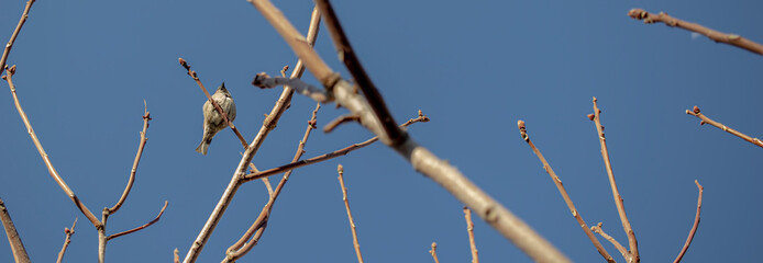 sparrow on a branch, sky in the background.