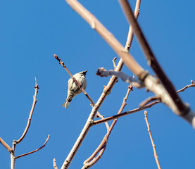 sparrow on a branch, sky in the background.