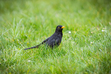 Amsel